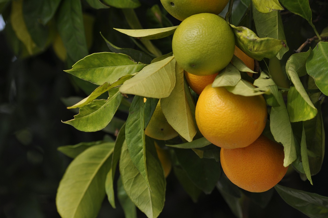Wholesale cheesecake vape juice in mango peach flavor ready for B2B dispatch